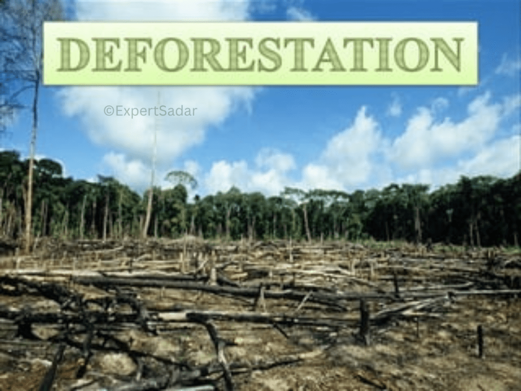 What are the environmental impacts of deforestation?