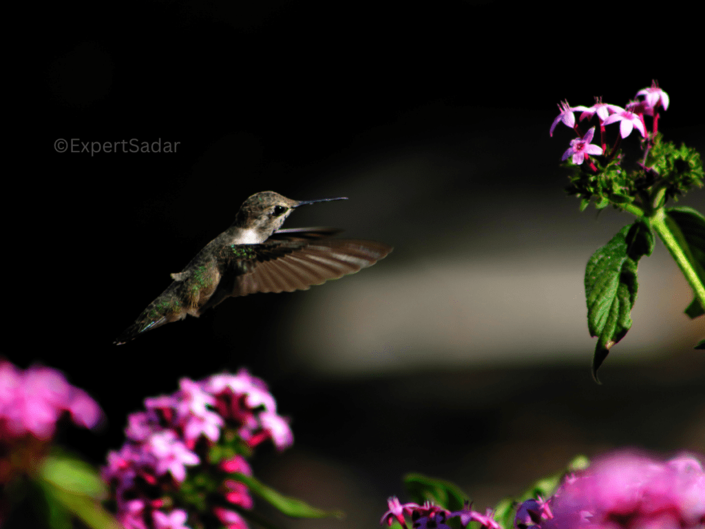 How to make hummingbird food?
