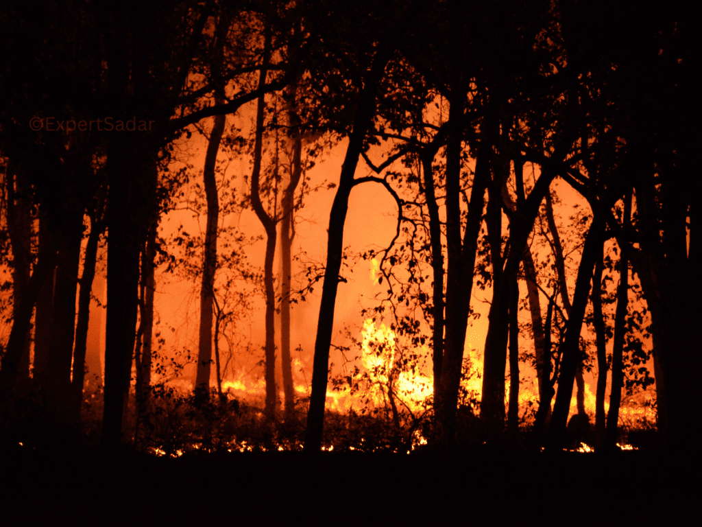 what are forest fires and its Causes?